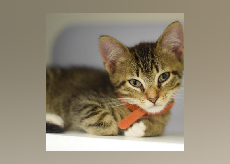 Kittens Available for Adoption in Miami Stacker