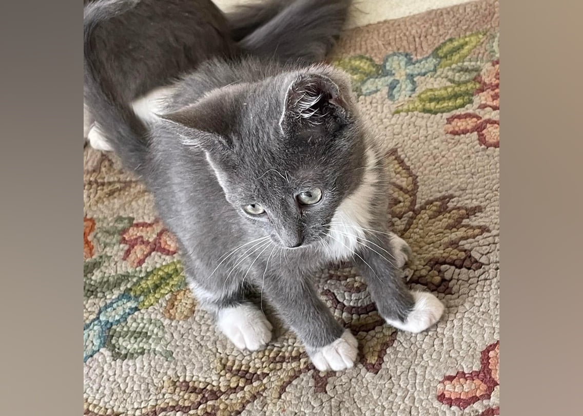 Kittens Available for Adoption in Myrtle Beach | Stacker