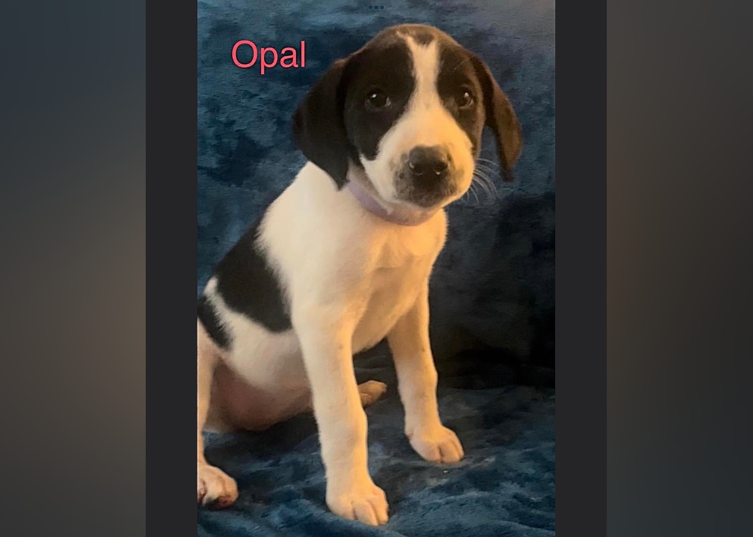 Puppies Available for Adoption in Myrtle Beach Stacker