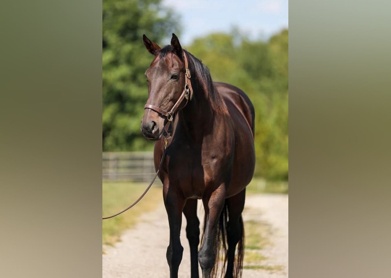 Exotic Pets Available for Adoption in Lexington Stacker