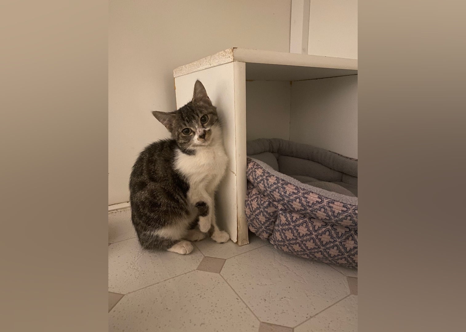 Kittens Available for Adoption in Greenville Stacker