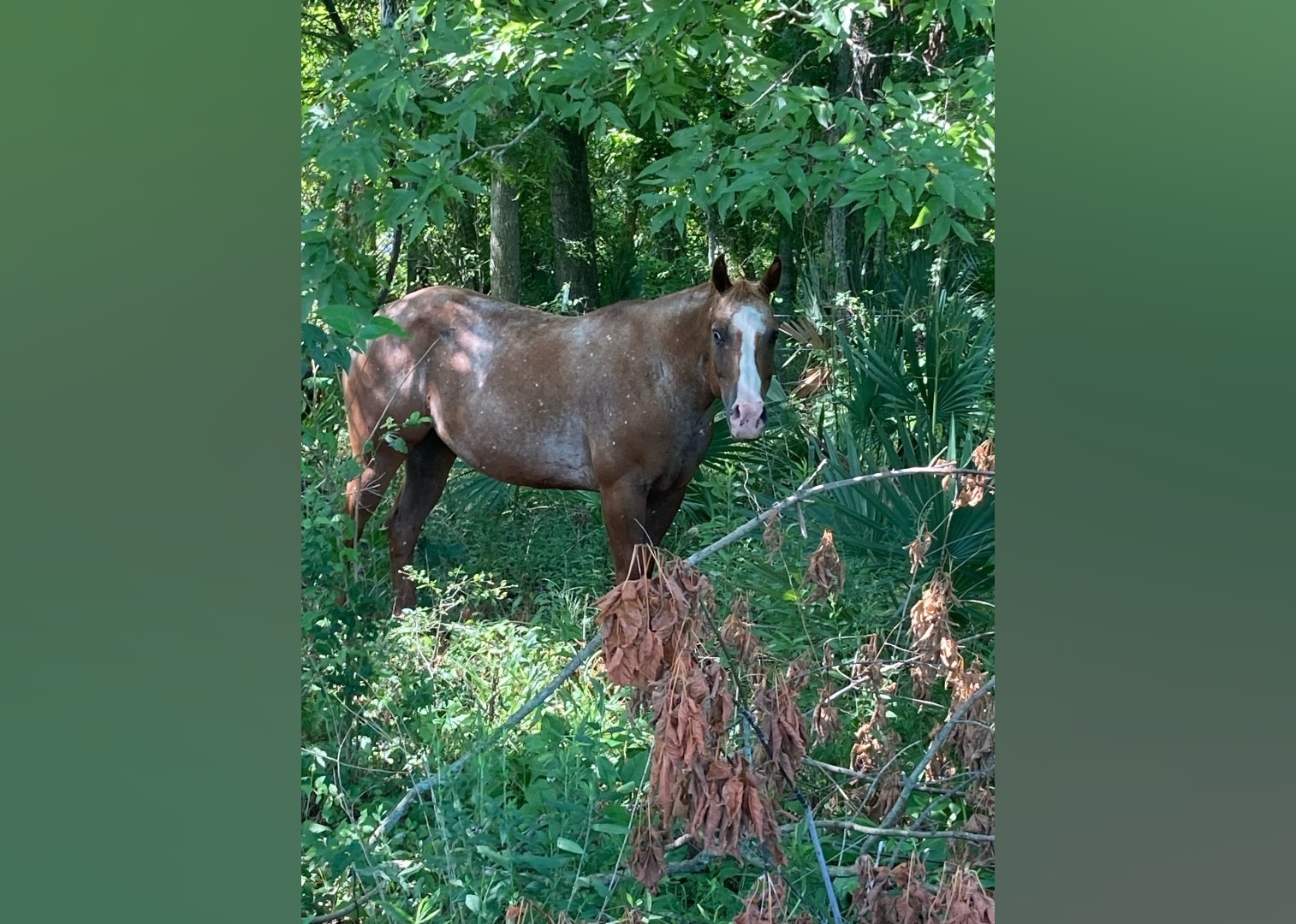 Exotic Pets Available for Adoption in Baton Rouge Stacker
