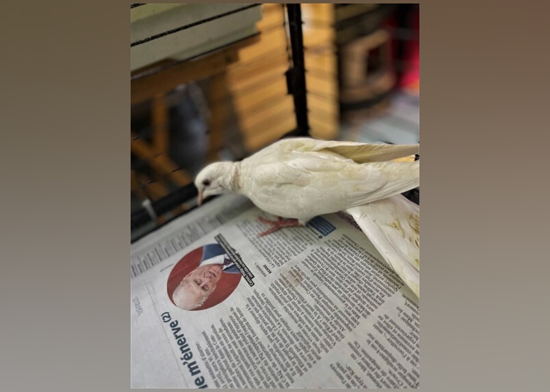 Exotic Pets Available for Adoption in Montreal Stacker