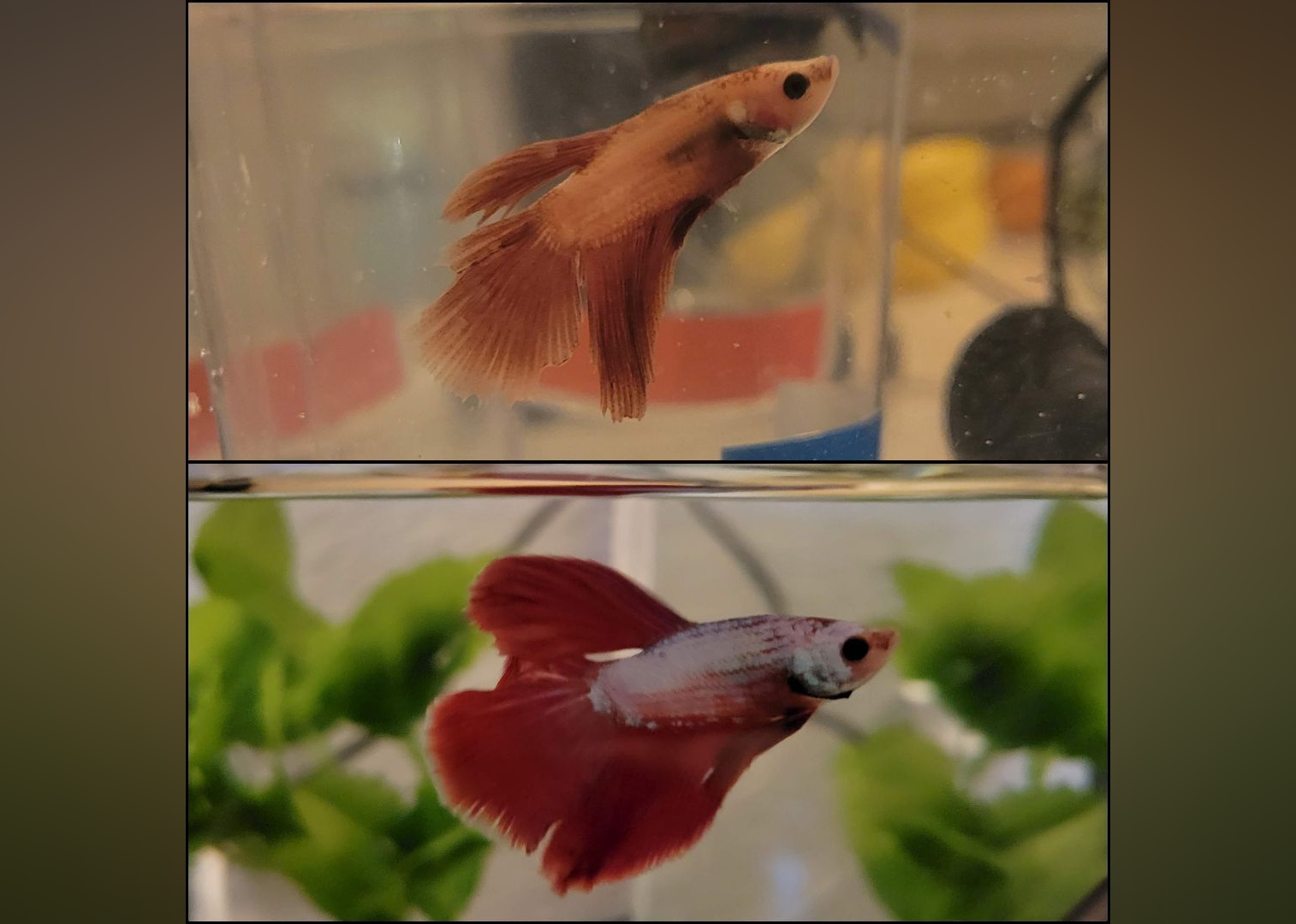 Exotic Pets Available for Adoption in Reno | Stacker
