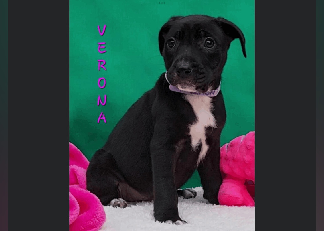 Puppies Available for Adoption in Myrtle Beach | Stacker