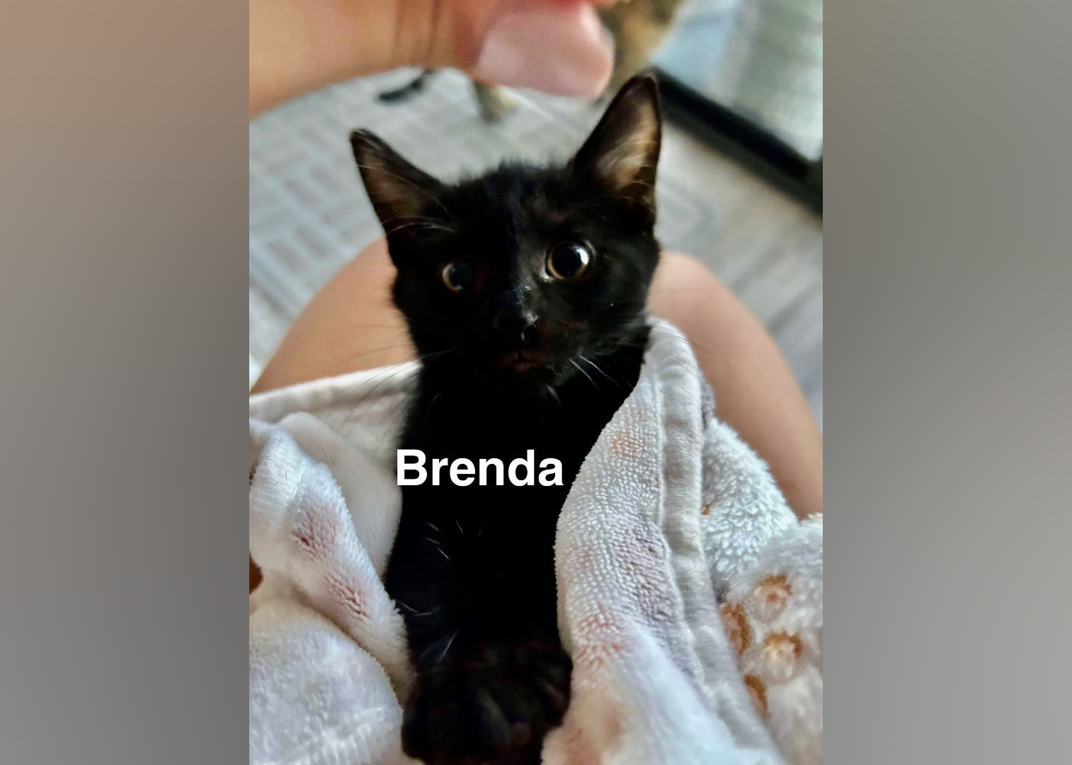 Kittens Available for Adoption in Miami Stacker