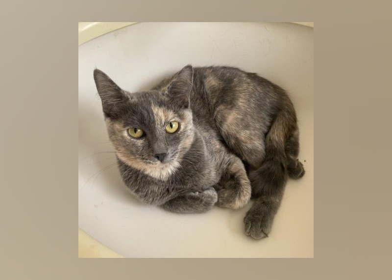 Adopt a Kitten in Las Vegas – Find Your Furry Friend Today! Adoptable dogs & cats