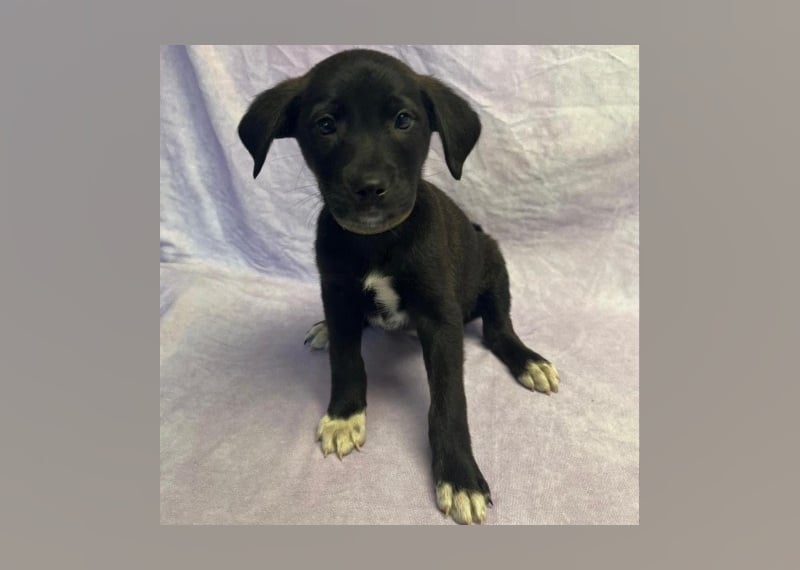 Puppies Available for Adoption in Myrtle Beach Stacker