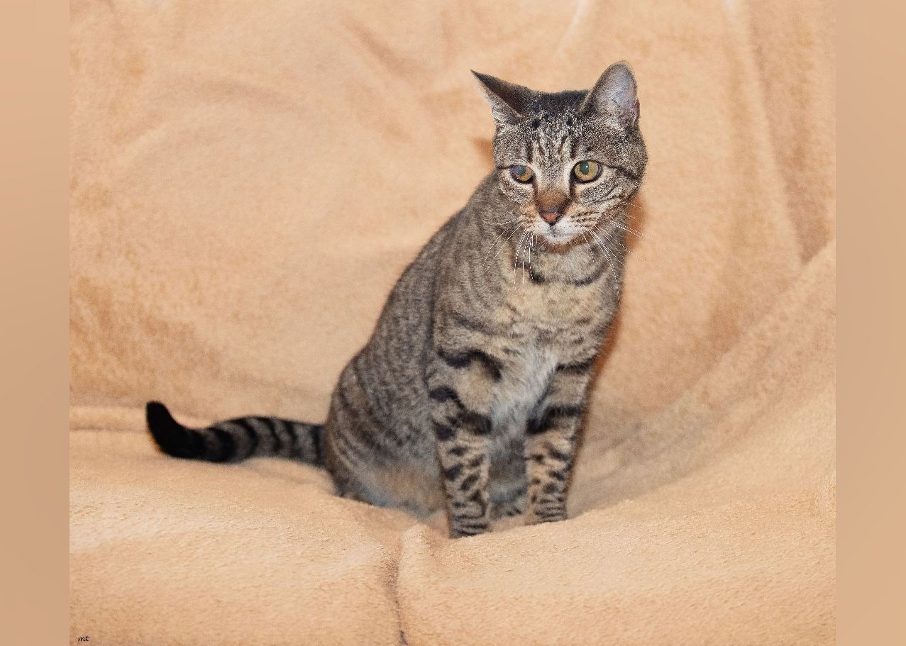 Cats Available for Adoption in Reno Stacker