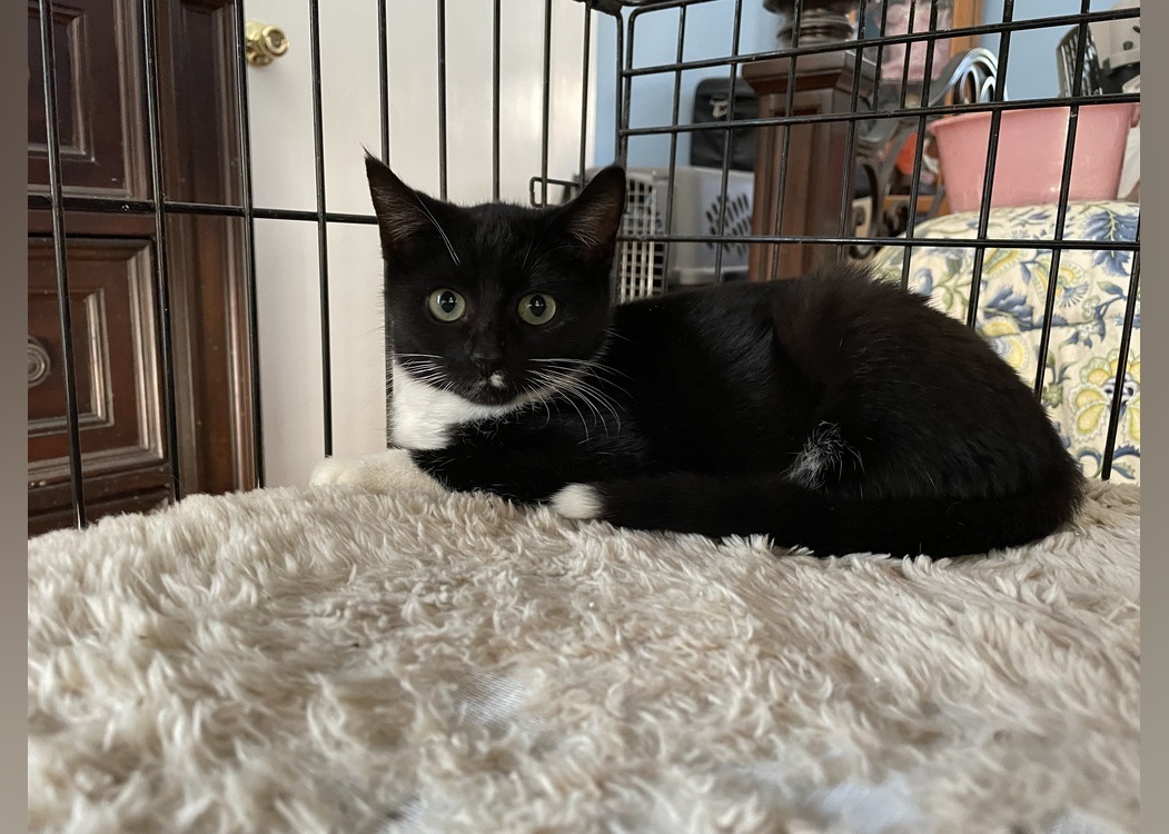 Kittens Available for Adoption in Greenville Stacker