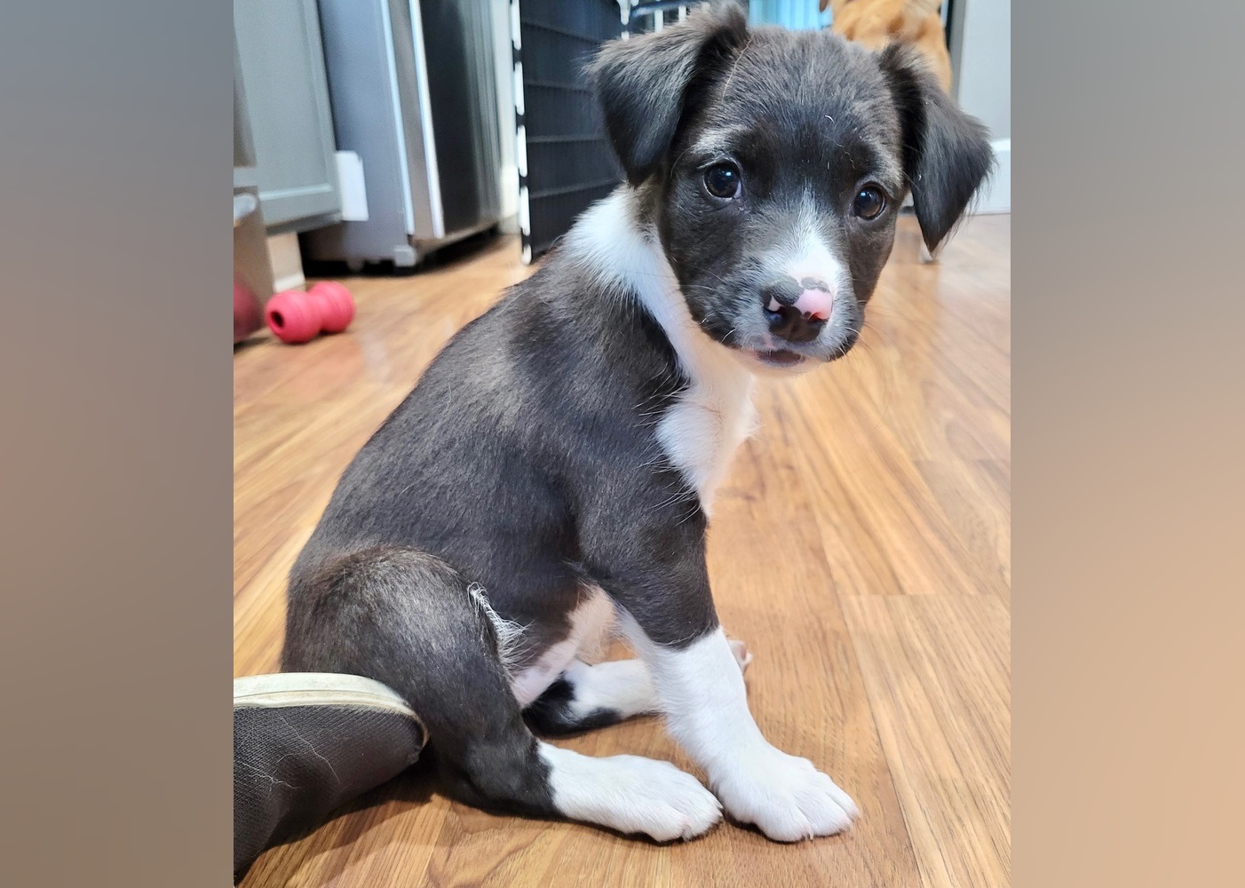 pitbull puppies for adoption in ohio