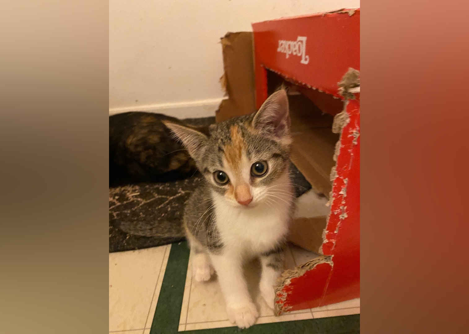 Kittens Available for Adoption in Greenville Stacker
