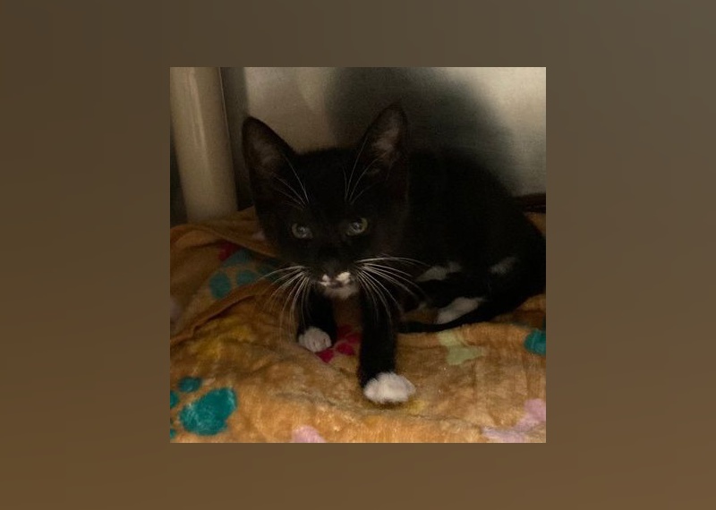 Cats Available for Adoption in Myrtle Beach Stacker