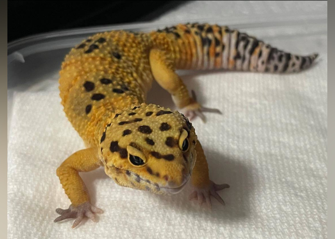 Exotic Pets Available for Adoption in Raleigh | Stacker