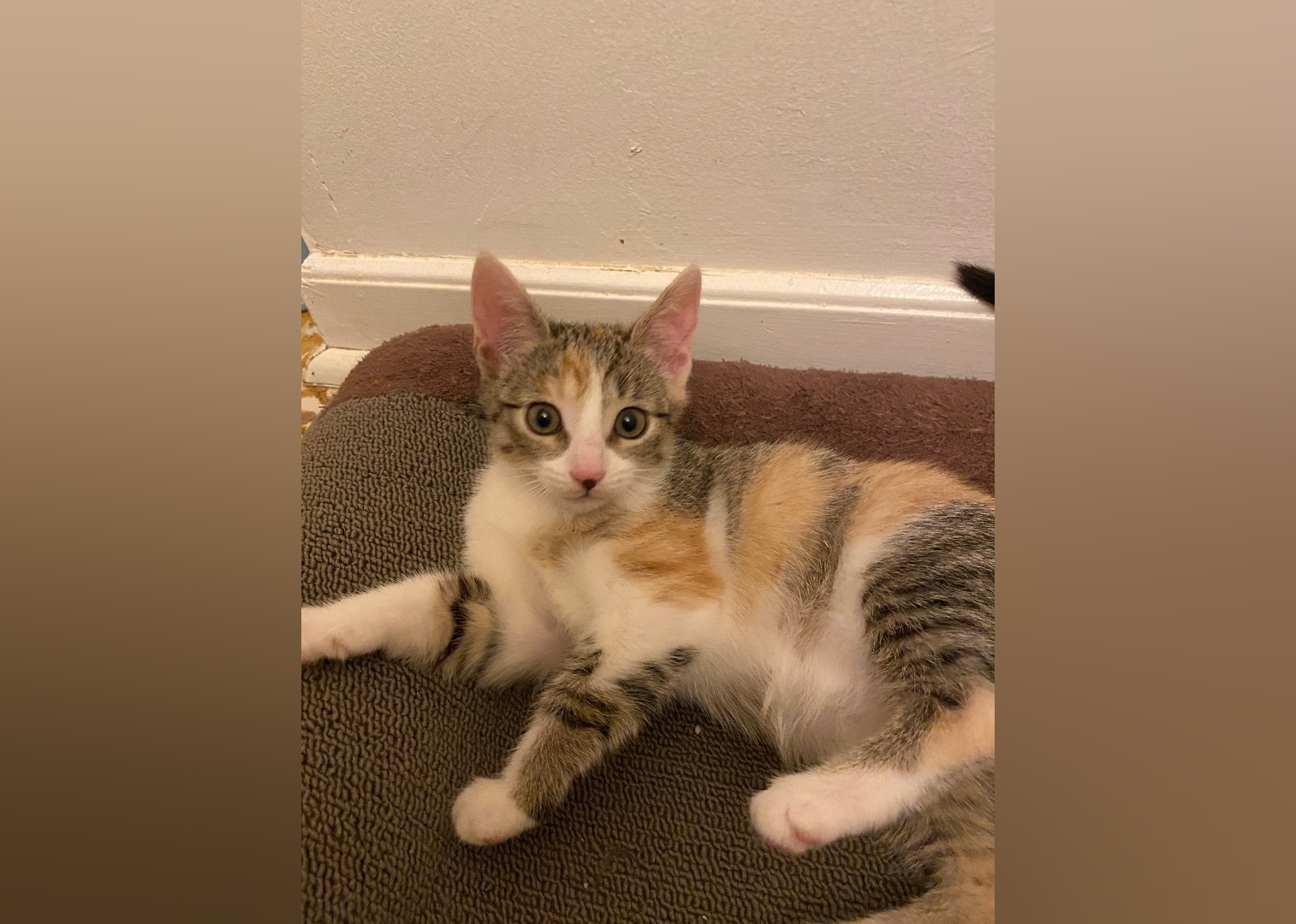 Kittens Available for Adoption in Greenville Stacker