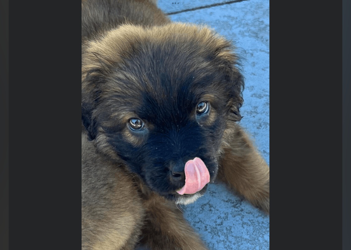 Puppies Available for Adoption in Myrtle Beach Stacker