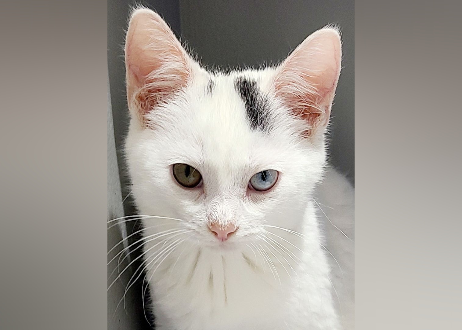 Kittens Available for Adoption in Hartford Stacker