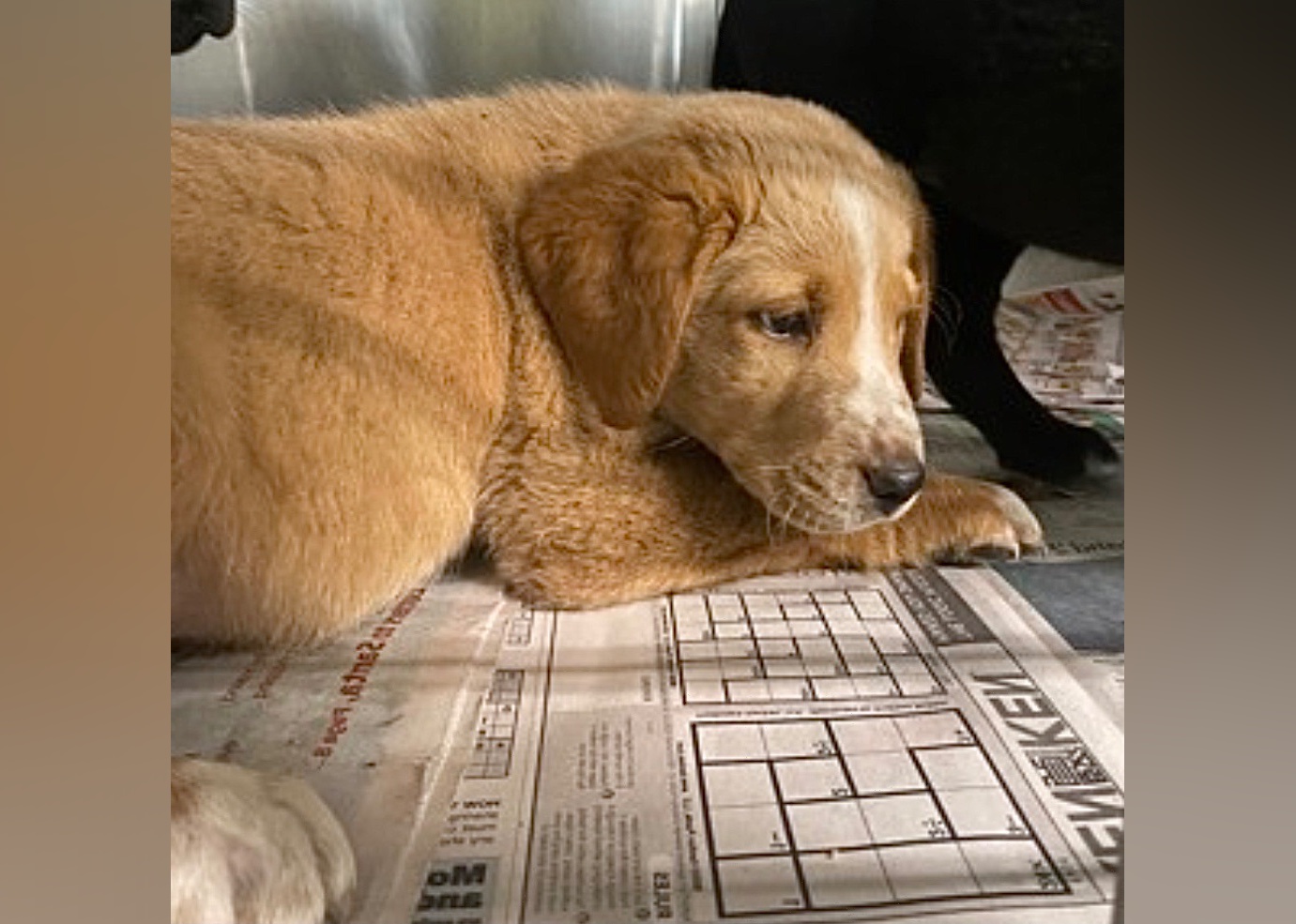 Puppies Available for Adoption in Myrtle Beach | Stacker