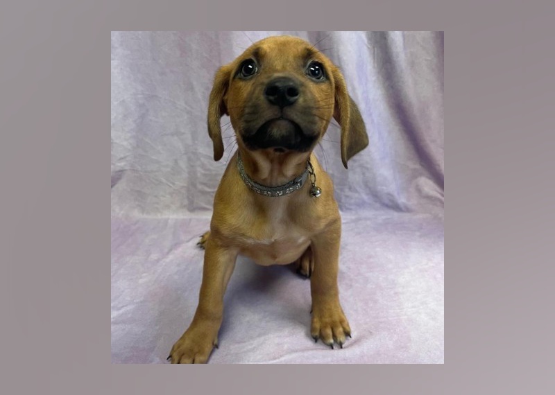 Puppies Available for Adoption in Myrtle Beach Stacker