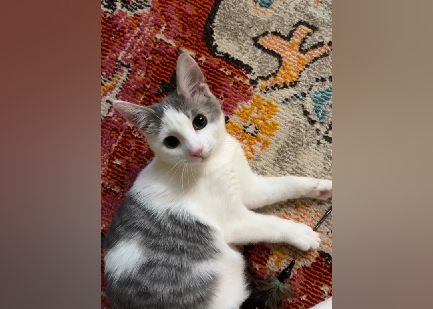 Kittens Available for Adoption in Greenville Stacker