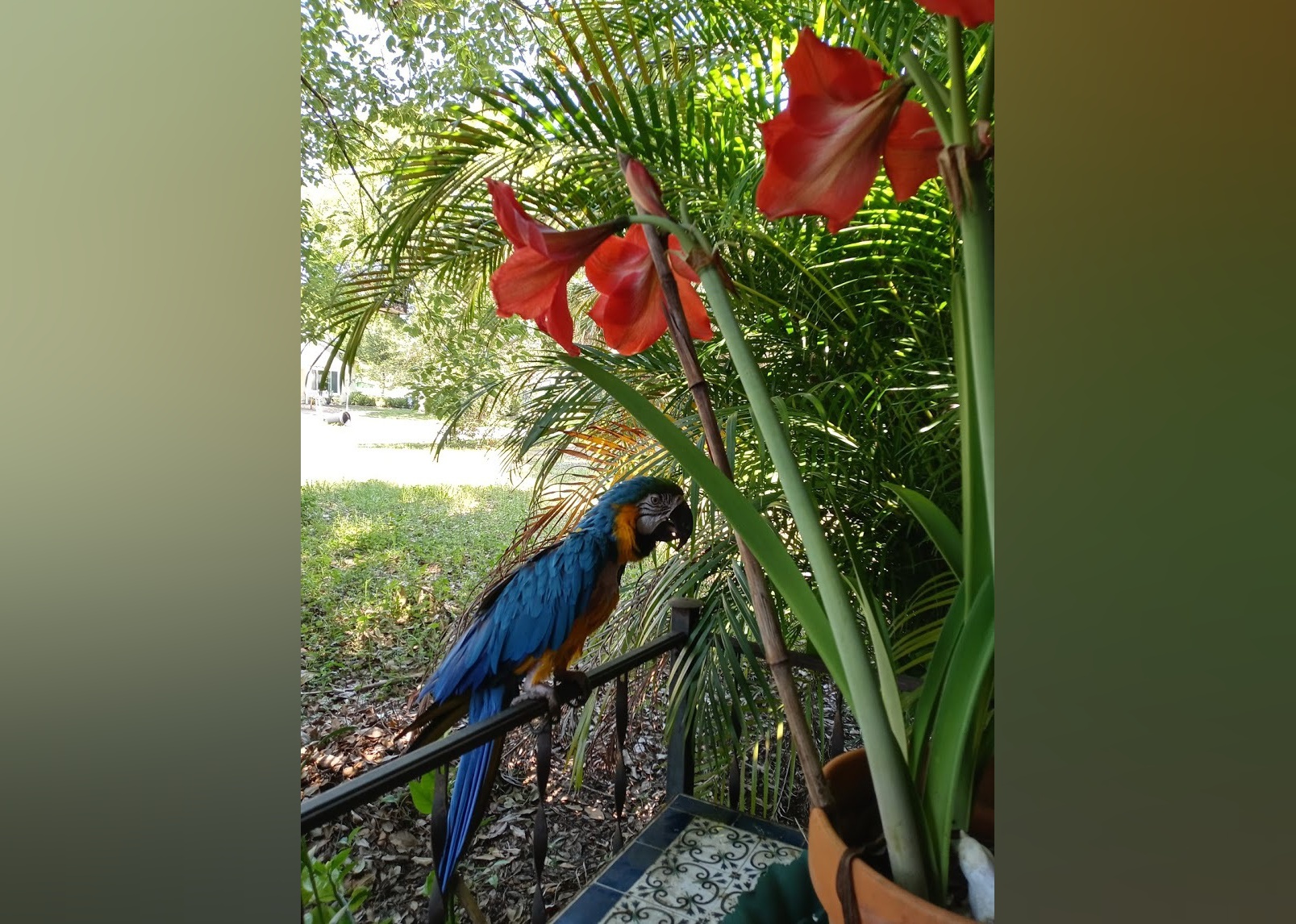 Exotic Pets Available for Adoption in Deltona Stacker