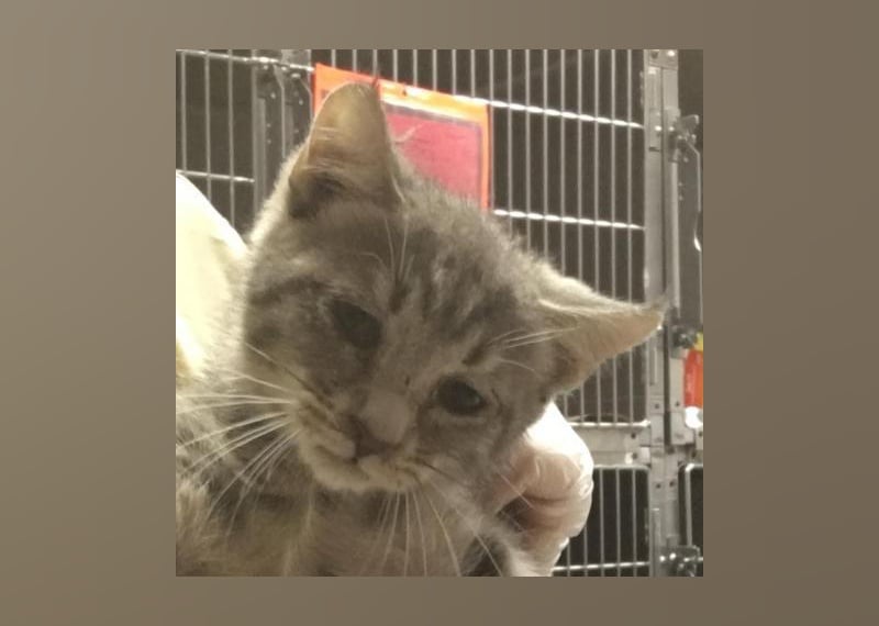 Kittens Available for Adoption in Greenville Stacker