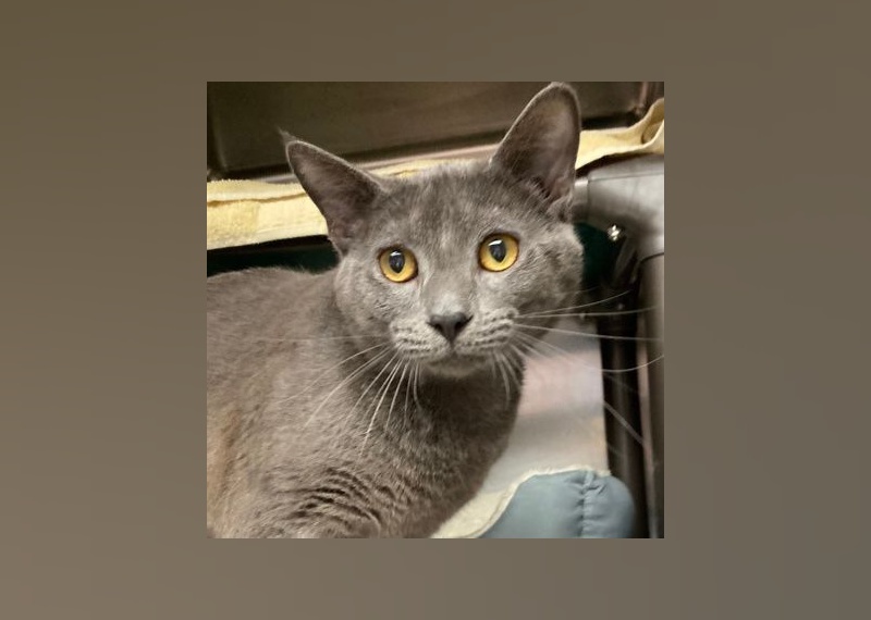 Cats Available for Adoption in Myrtle Beach Stacker