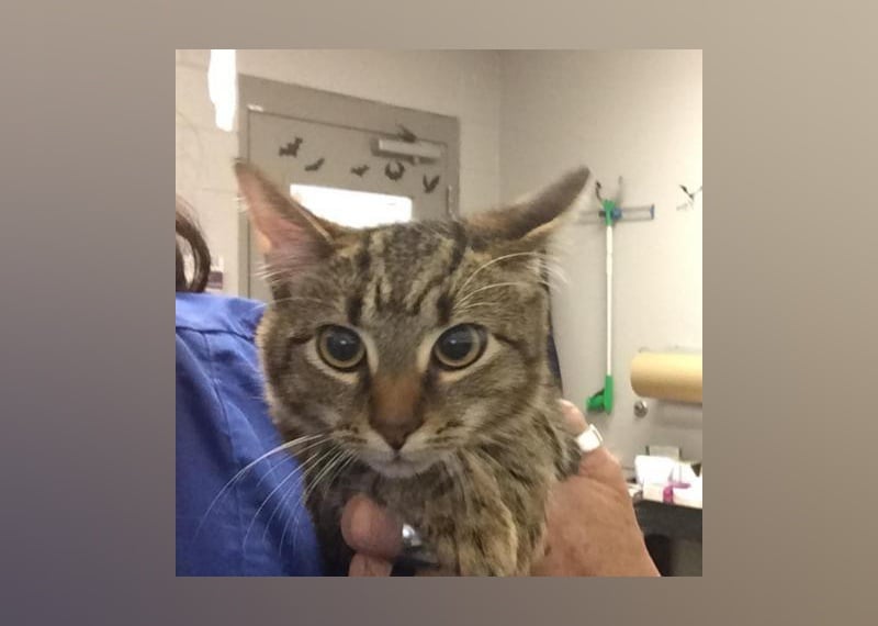 Kittens Available for Adoption in Greenville Stacker