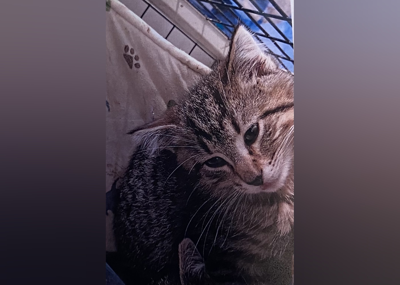 Kittens Available for Adoption in Des Moines Stacker