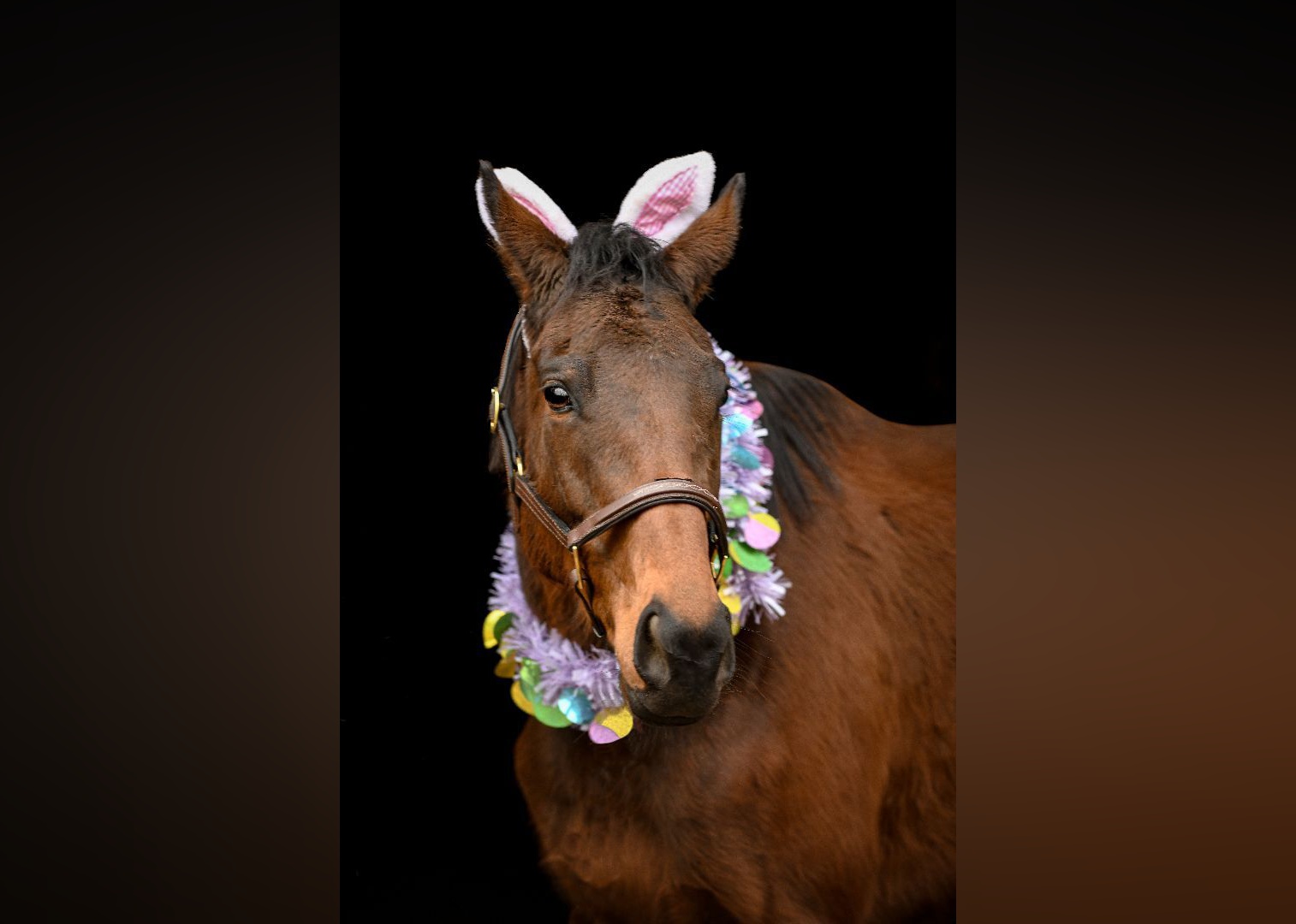 Exotic Pets Available for Adoption in Elmira Stacker