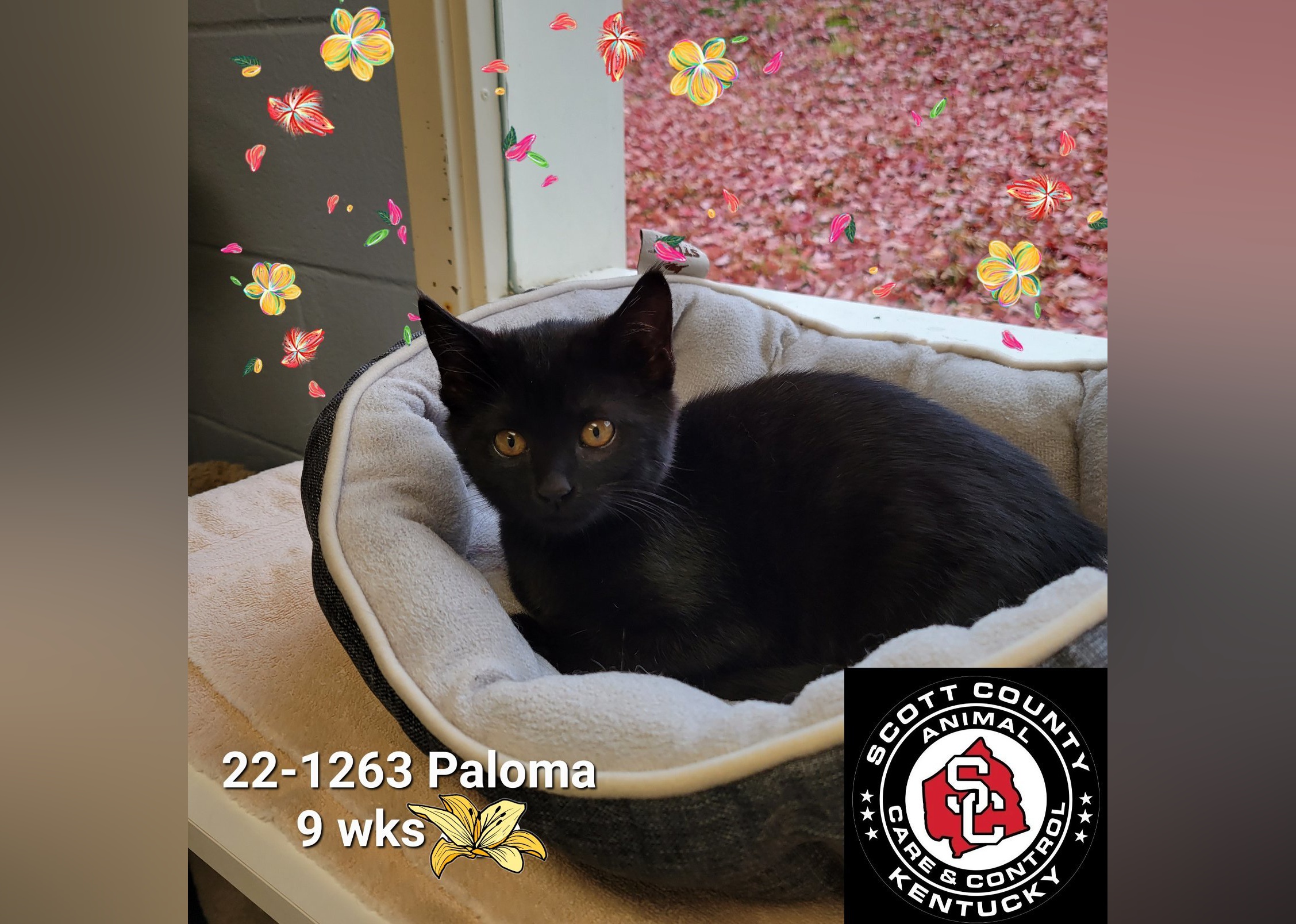 Kittens Available for Adoption in Lexington Stacker