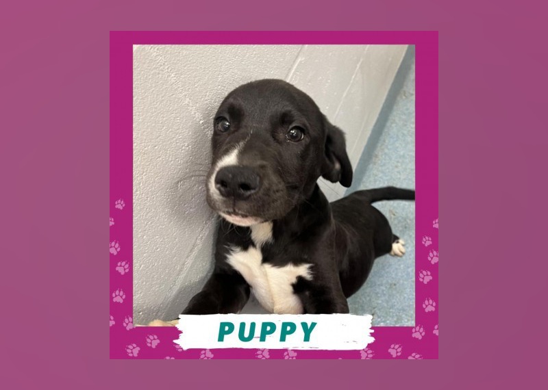 Dogs Available for Adoption in Gainesville Stacker