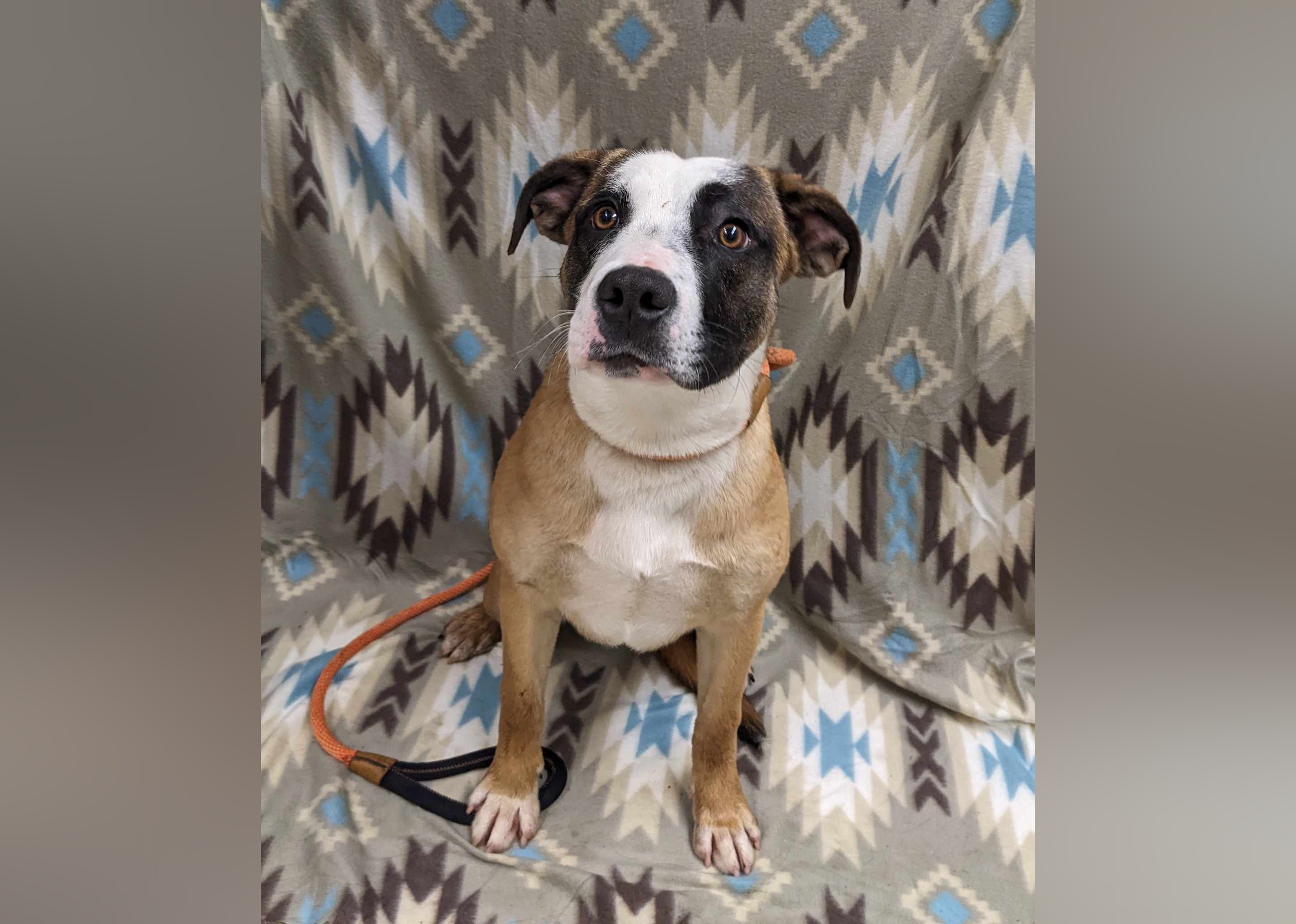 Puppies Available for Adoption in Medford Stacker