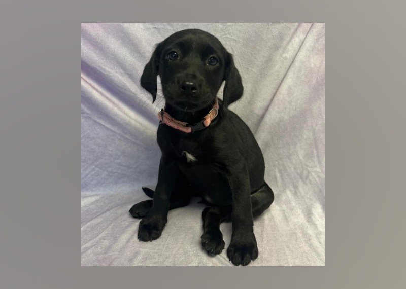 Puppies Available for Adoption in Myrtle Beach Stacker