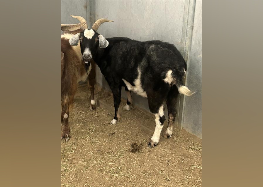 Exotic Pets Available for Adoption in Riverside Stacker