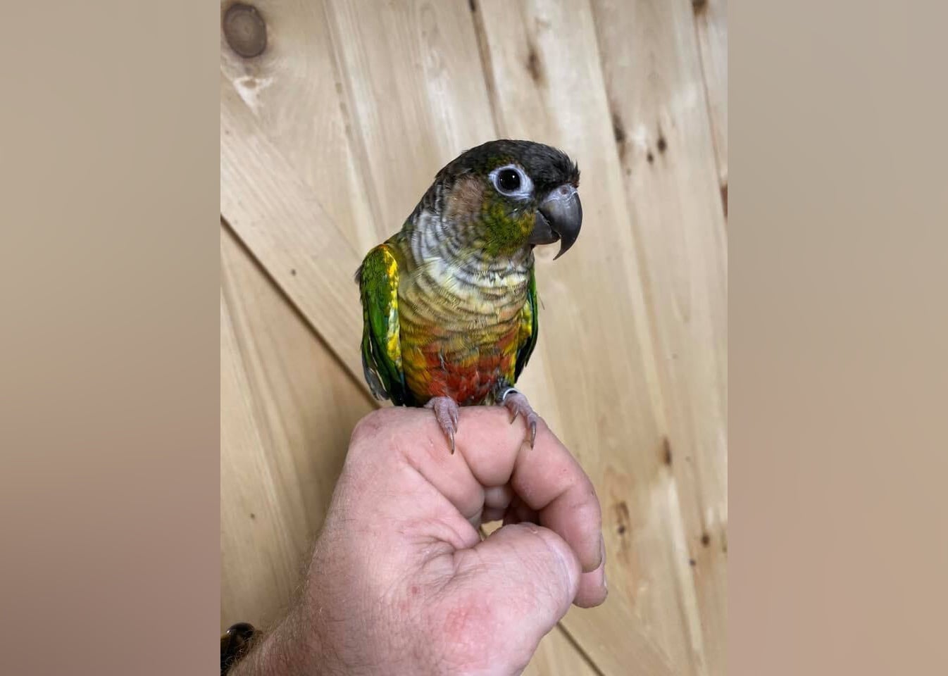 Exotic Pets Available for Adoption in Newark Stacker