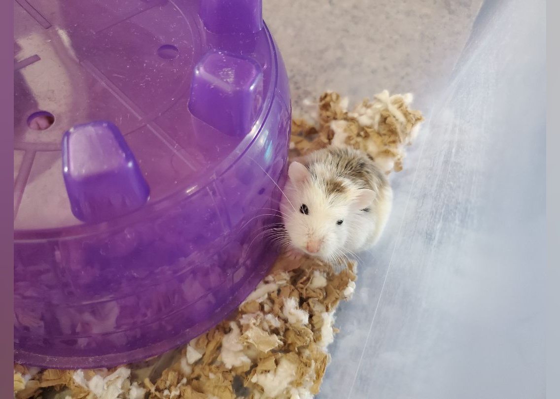 Small Furry Pets Available for Adoption in Dallas Stacker