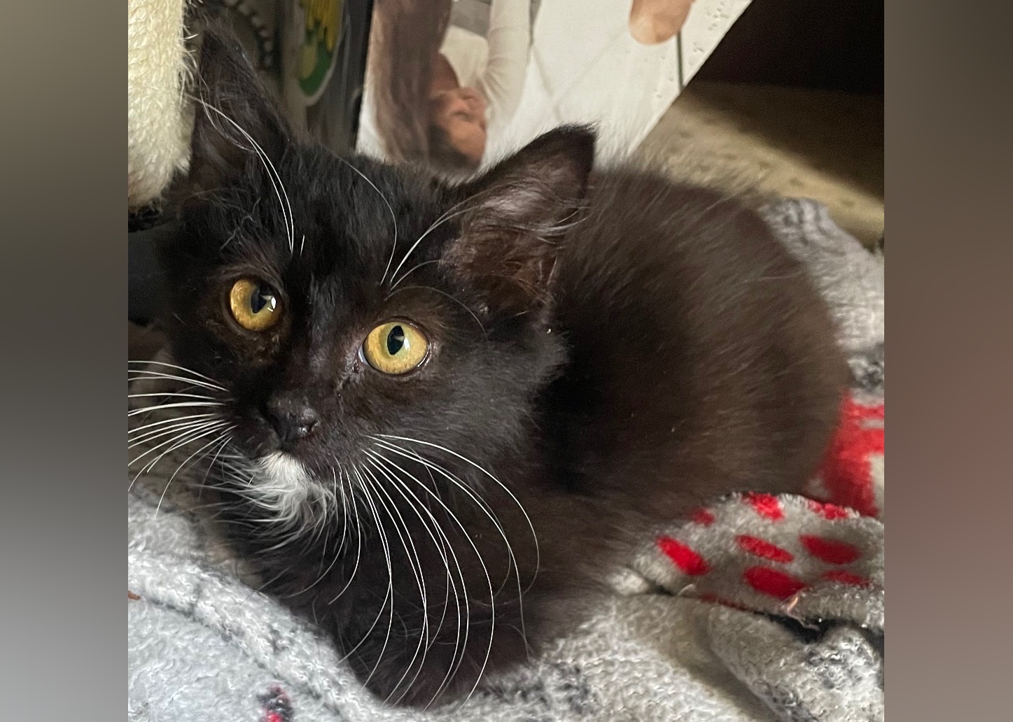 Kittens Available for Adoption in Greenville Stacker