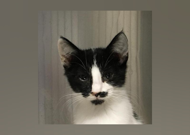 Kittens Available for Adoption in Greenville Stacker