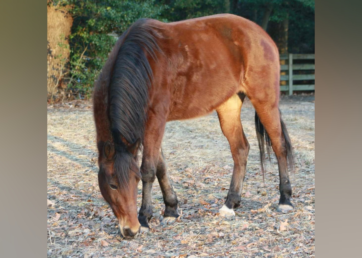 Exotic Pets Available for Adoption in Richmond Stacker