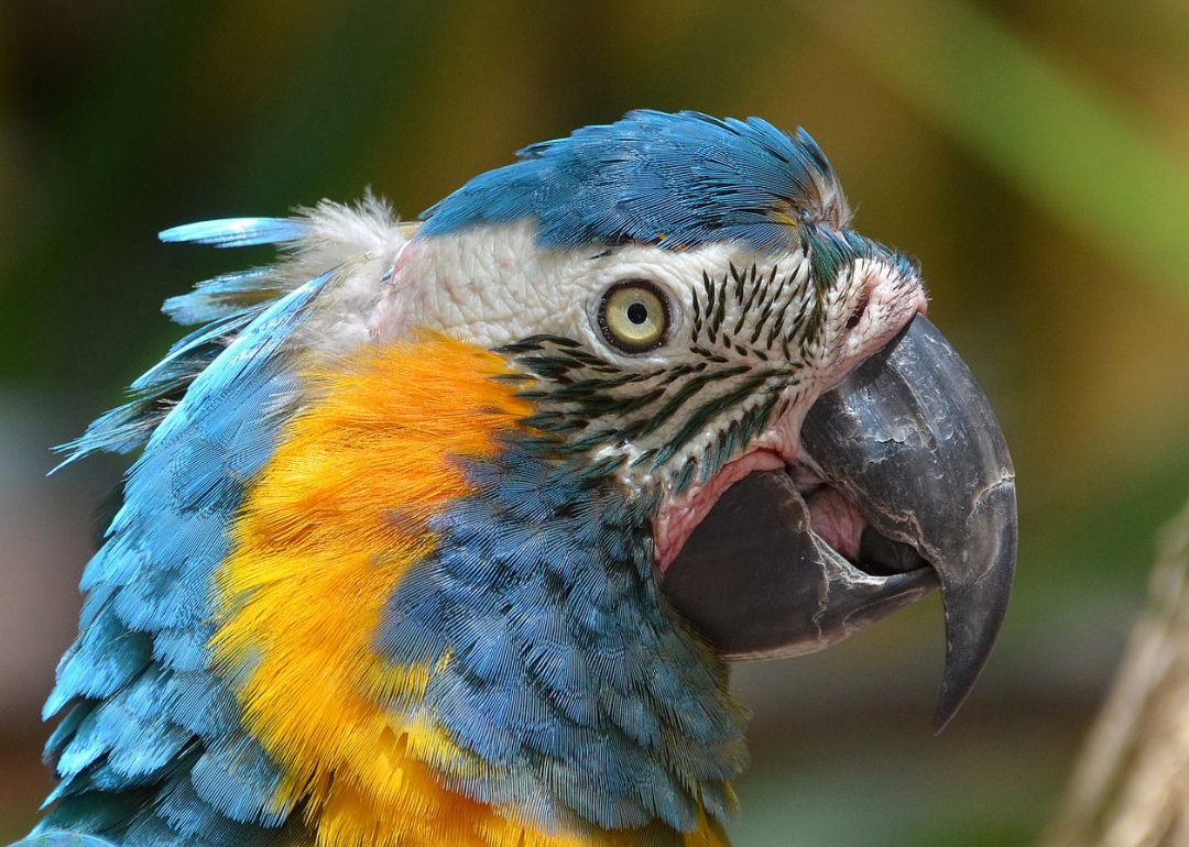 venezuelan rainforest animals