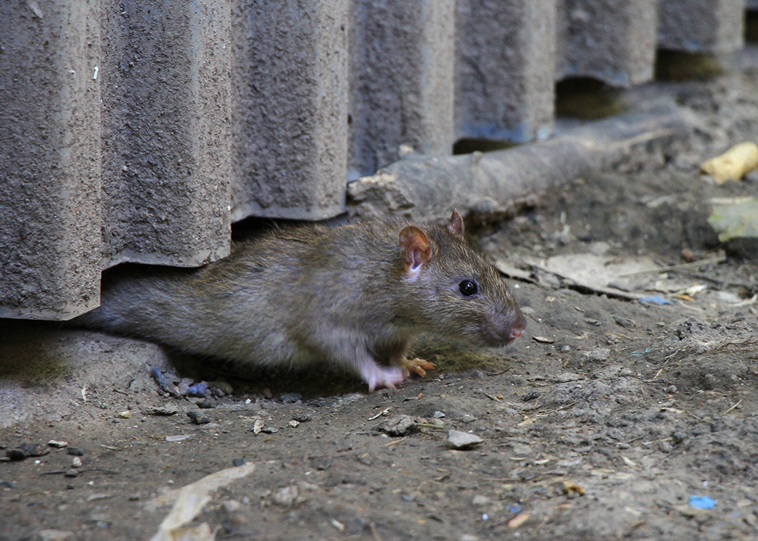 Haunted by household pests? How to get rid of common creepy critters