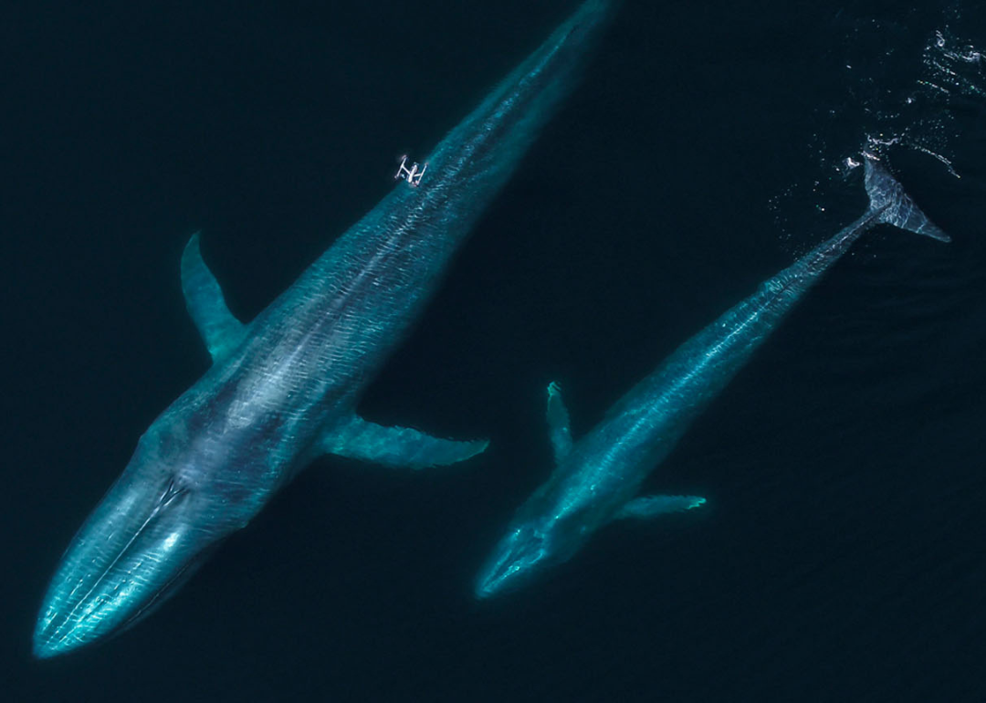 Flying with whales: Drones are remaking marine mammal research | Stacker