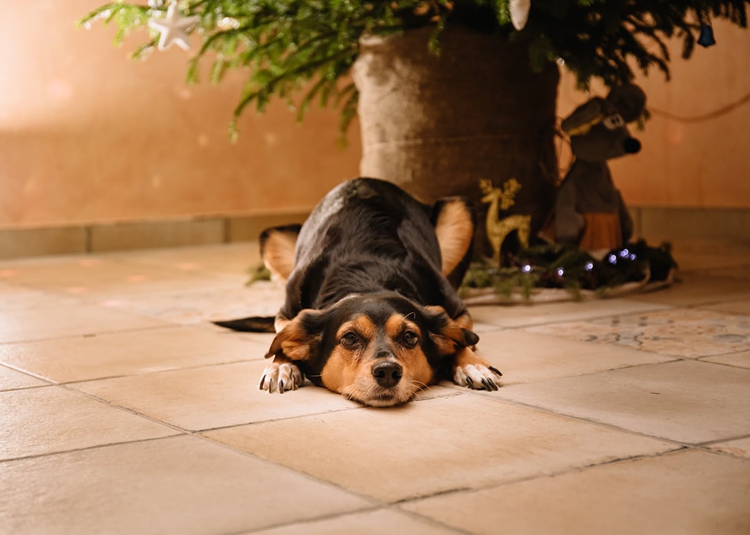 The holidays are prime time for pancreatitis—here’s how to protect your dog