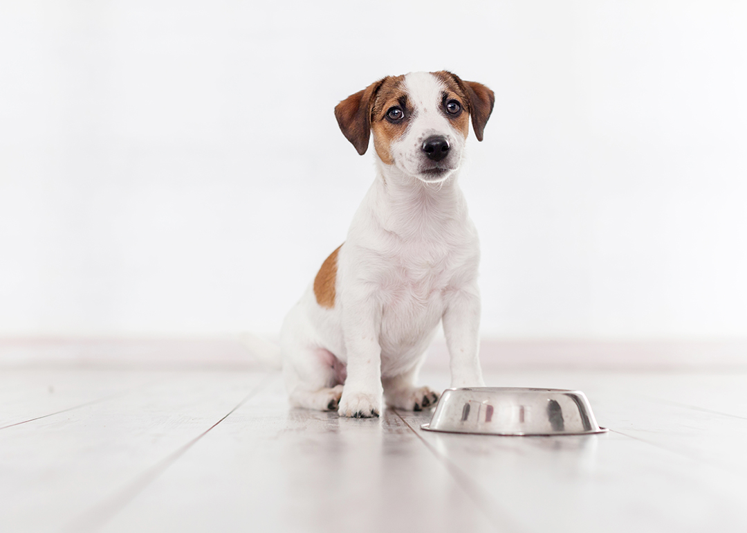 How much to feed a puppy