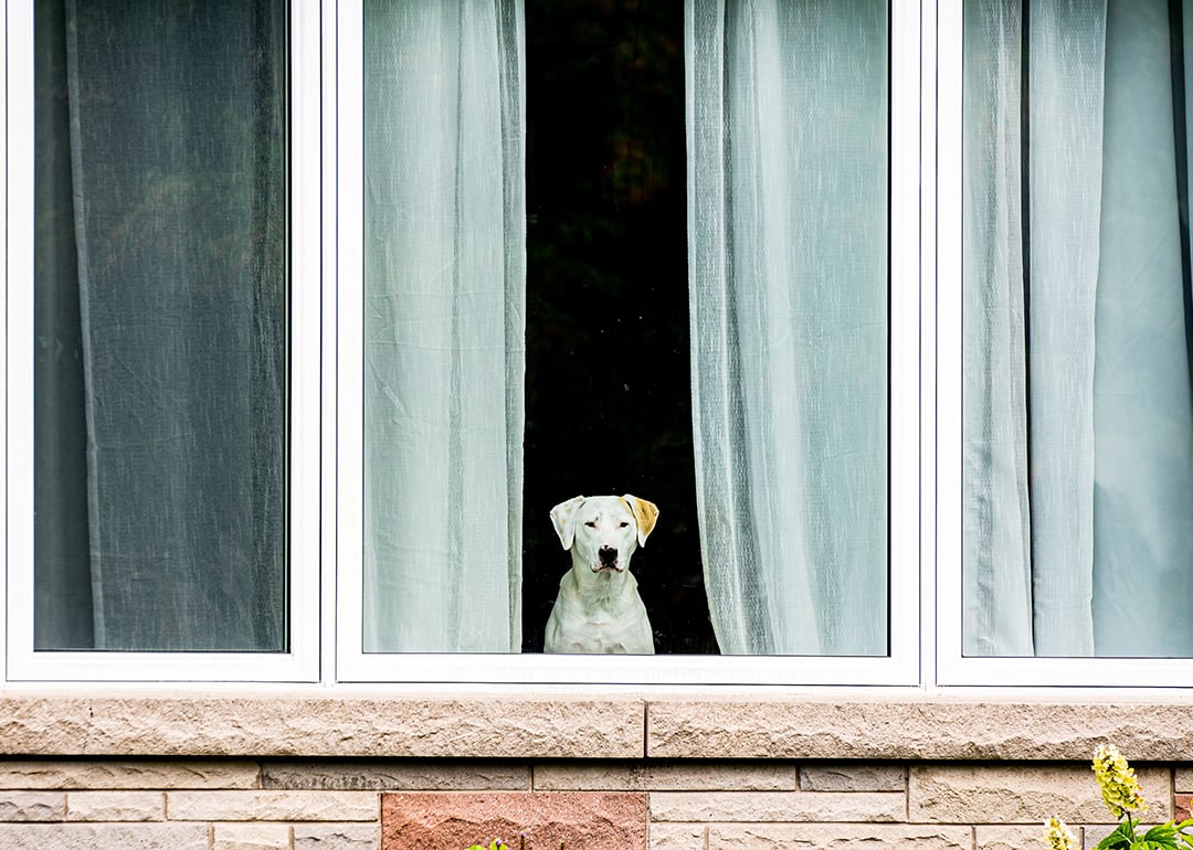 6 signs your dog is feeling lonely