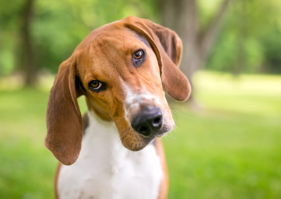 Least Popular Dog Breeds in America Stacker