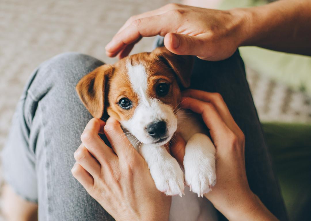Puppies Available for Adoption in West Palm Beach Stacker
