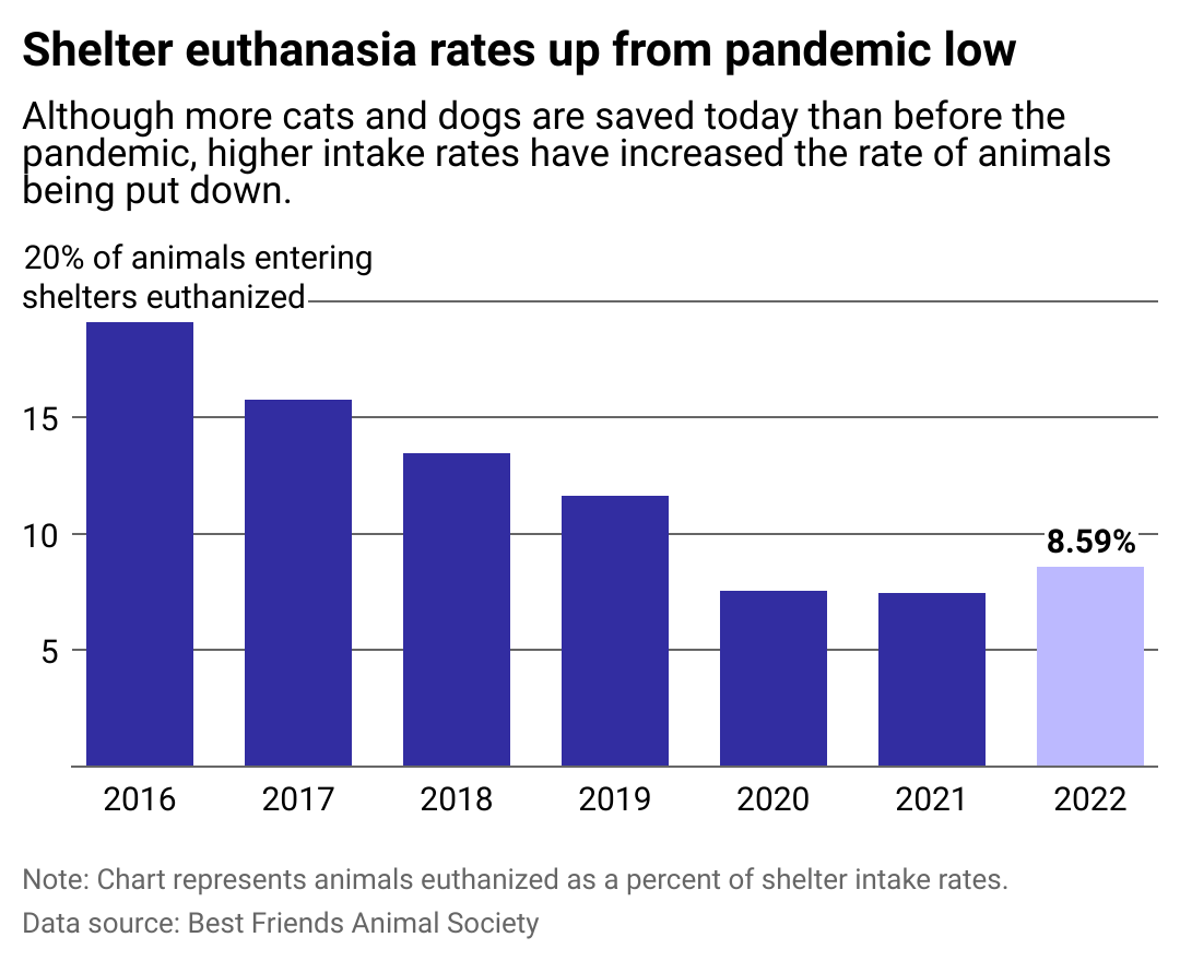 Column chart showing shelter euthanasia rates up from pandemic low. Although more cats and dogs are saved today than before the pandemic, higher intake rates have increased the rate of animals being put down, reaching 8.6% of all intakes in 2022.
