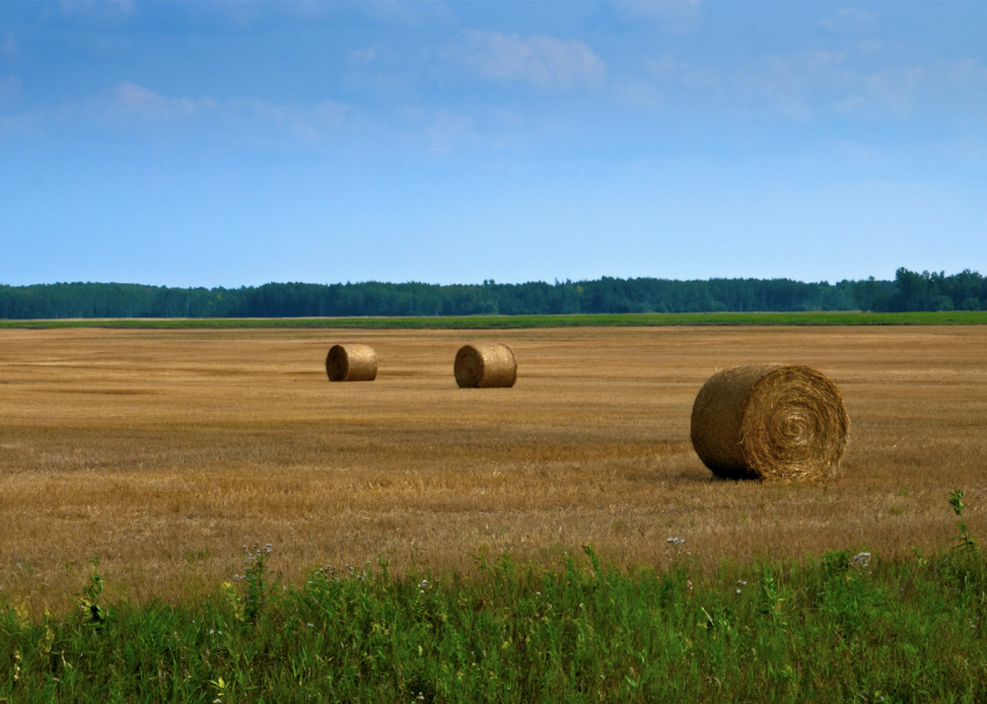#36. Minnesota Hay bales in farm field
